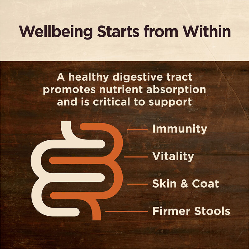 Wellness, Can, Adult - Core Digestive Health GF - Beef - 368 g - Wet Dog Food image number null