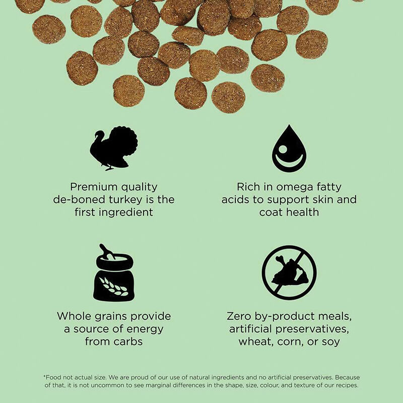 GO! SOLUTIONS, SKIN + COAT CARE Turkey Recipe With Grains for dogs - Dry Dog Food image number null