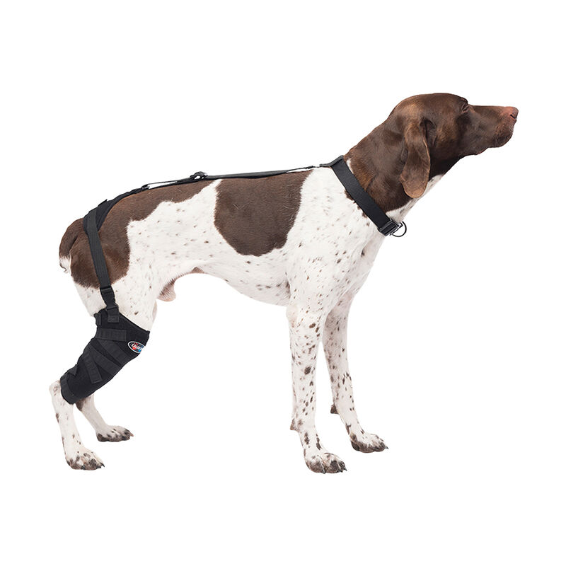 Caldera, Pet Therapy - Tall Stifle Wrap with Therapy Gel - Medium image number null