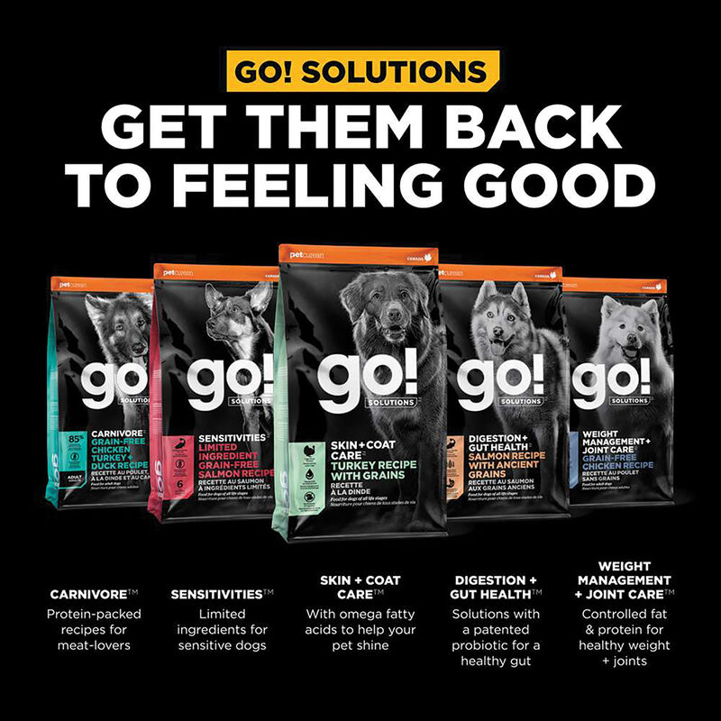 GO! SOLUTIONS, SKIN + COAT CARE Turkey Recipe With Grains for dogs - Dry Dog Food image number null