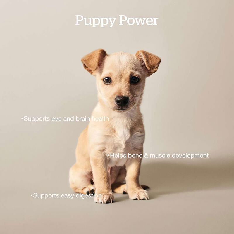 NOW FRESH, Puppy GF - Dry Dog Food image number null