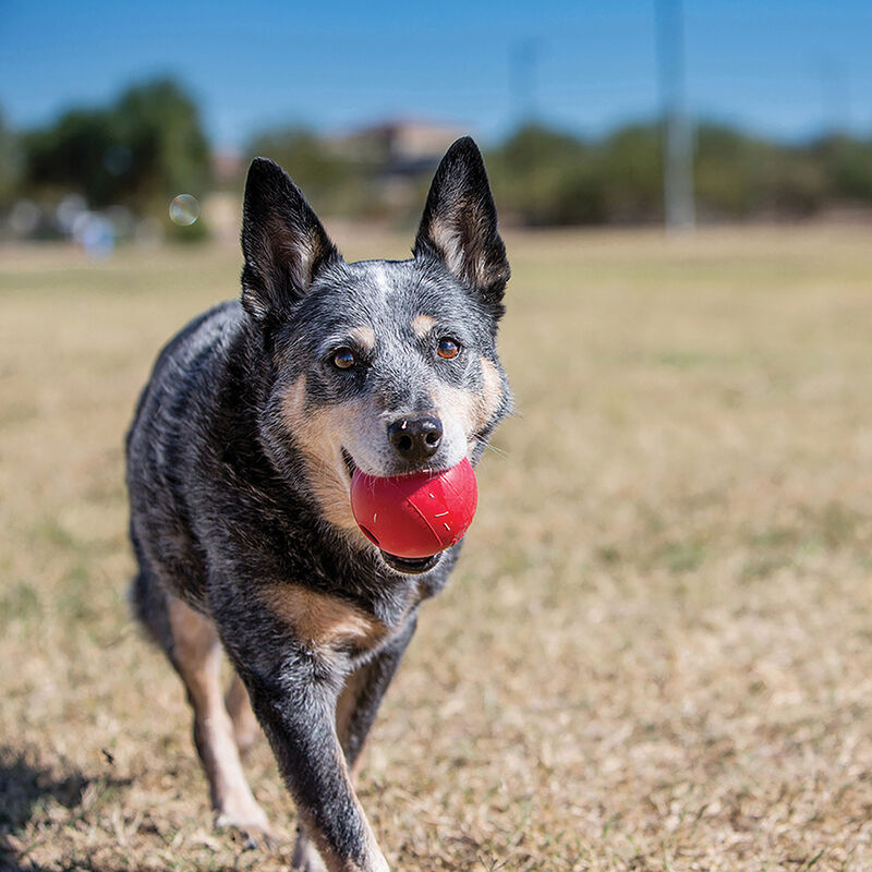 KONG, Ball - Toss Dog Toy image number null