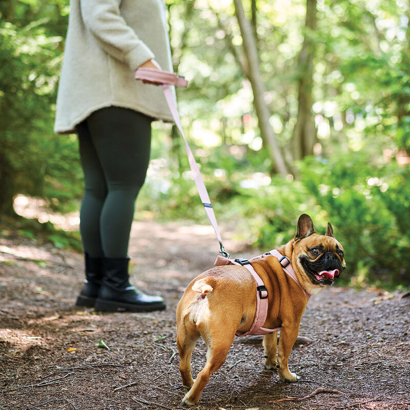 Brigade, Cloud Leash - Light Pink image number null