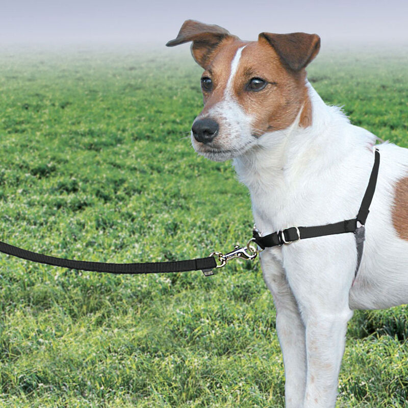 PetSafe, Harness - Black image number null