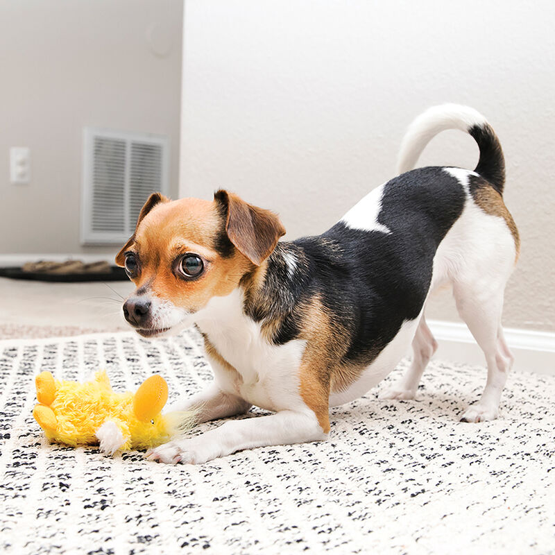 KONG, Dr. Noyz - Duck - Plush Dog Toy image number null