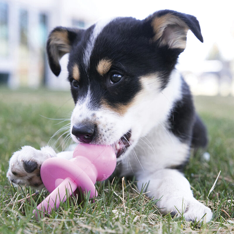 KONG, Puppy Binkie - Medium - Chew Dog Toy image number null