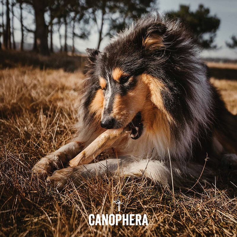 Canophera, Chew Stick - Coffee Wood image number null