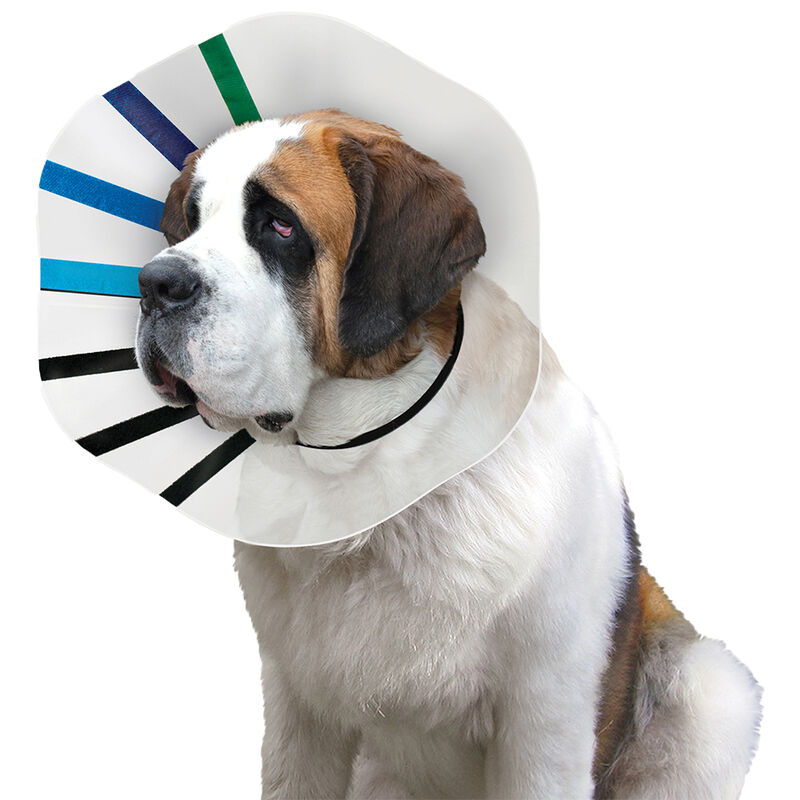KONG, Elizabethan Collar - Dog First Aid image number null