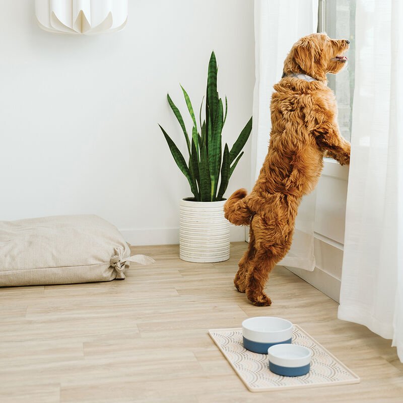 BeOneBreed, Ceramic and Silicone Bowl - Blue image number null