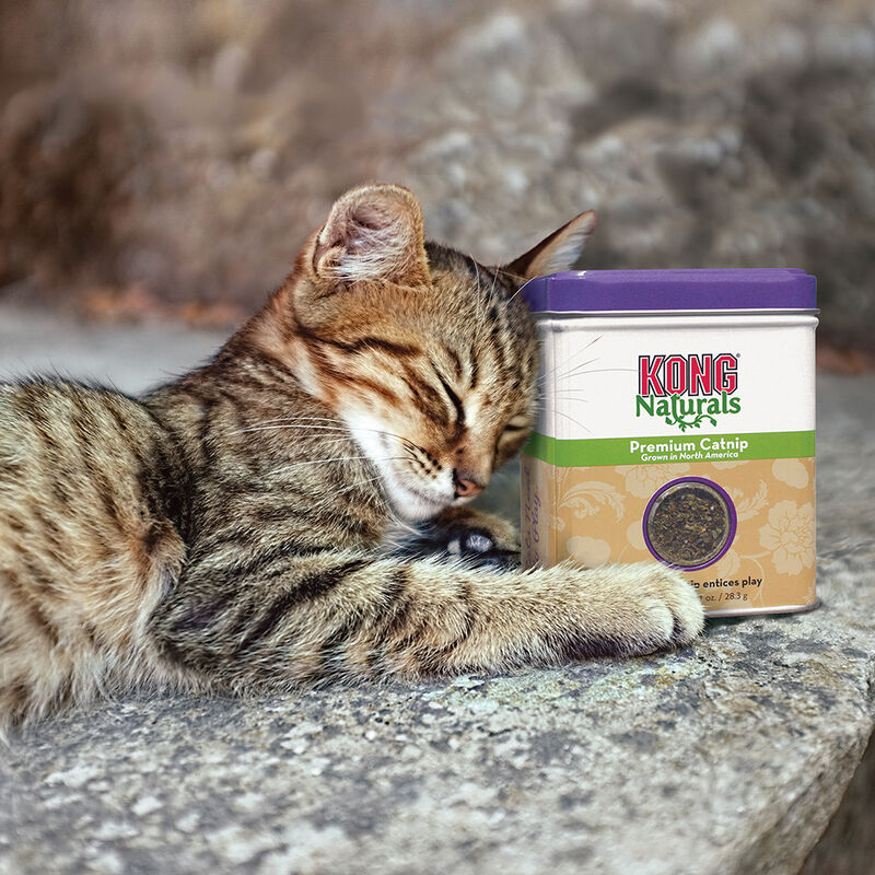 KONG, Naturals Premium Catnip - 2 oz - Catnip Cat Toy image number null