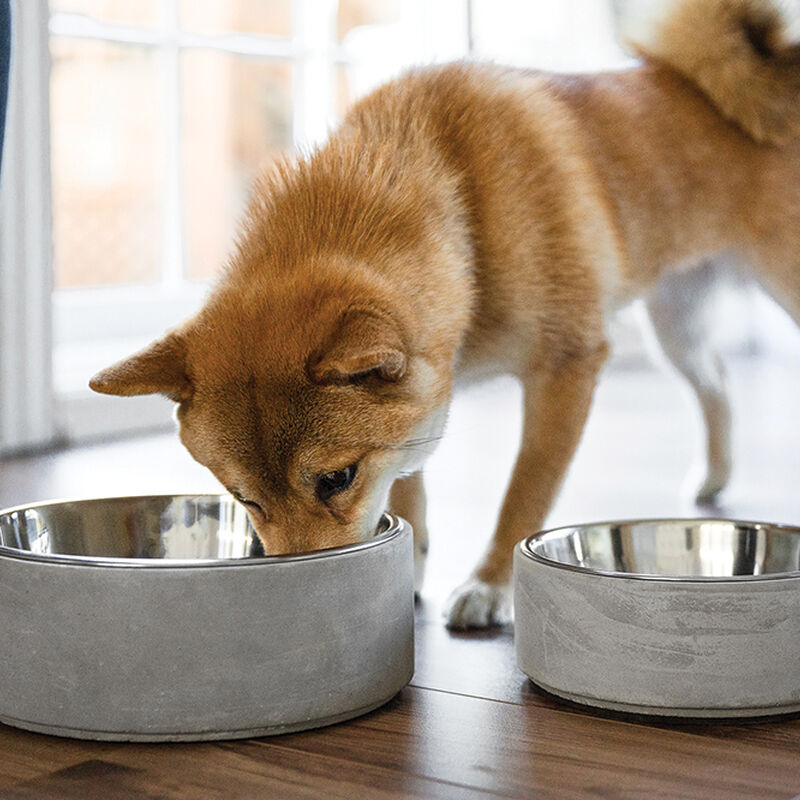 BeOneBreed, Concrete Bowl - Dog Bowl image number null