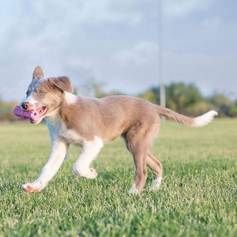 KONG, Puppy Teething Stick - Chew Dog Toy image number null