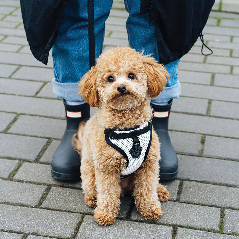 Canada Pooch, Everything Harness - Reflective Mesh - Dog Harness image number null