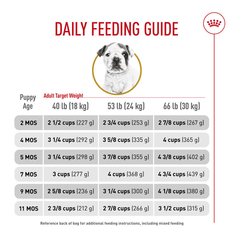 Royal Canin, Breed Health Nutrition Bulldog Puppy - Dry Dog Food image number null