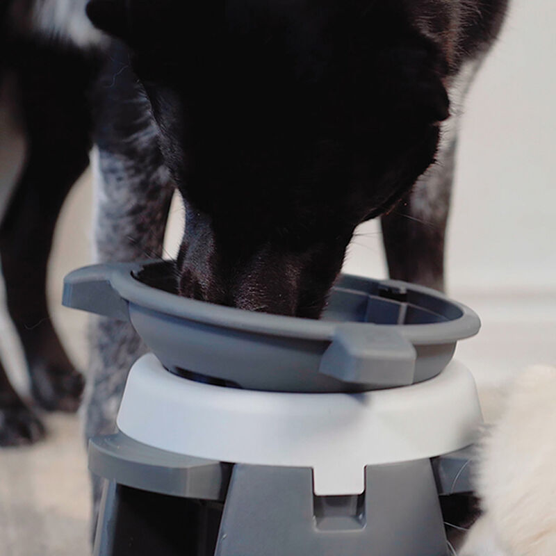 BeOneBreed, Intellidog - Dog Bowl image number null