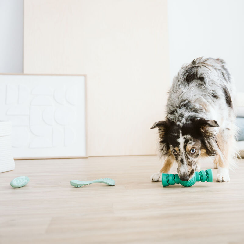Bozzy Treat Dispensing Dental Dog Toy image number null