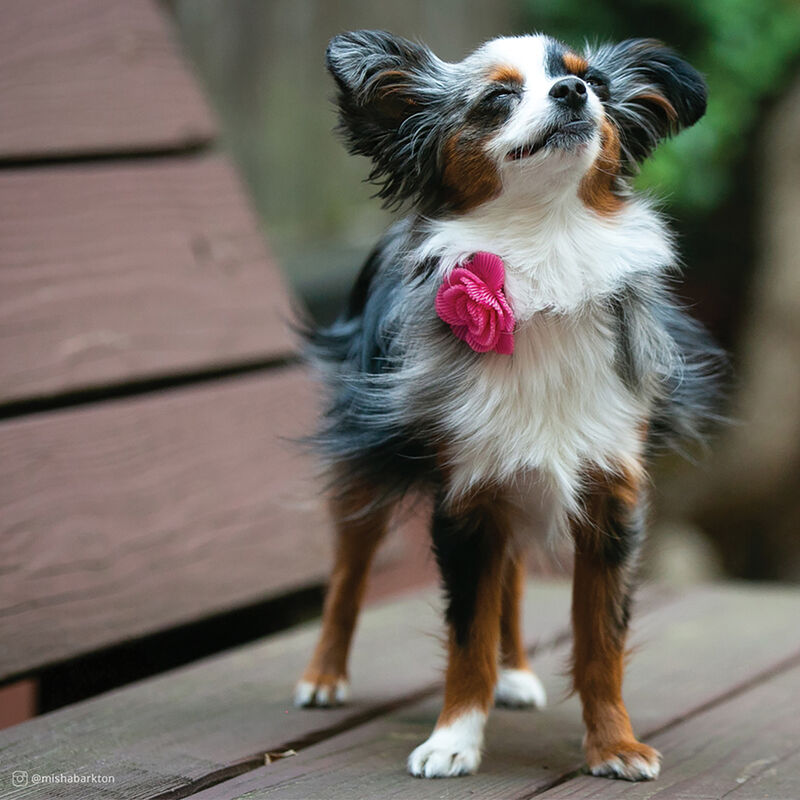 Microfiber Collar, Pink with Black Flower, Petite Small - 3/8" x 8"-12" image number null
