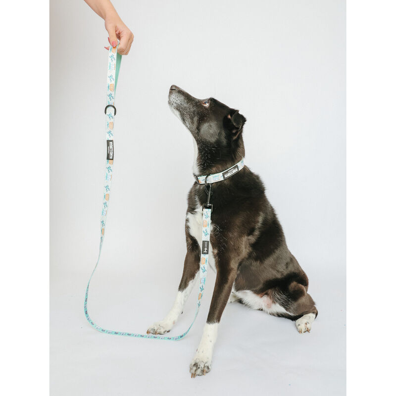 Sassy Woof, Star Wars Collar and Leash Set for Dogs - Small image number null
