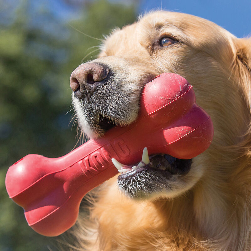 KONG, Goodie Bone - Chew Dog Toy image number null