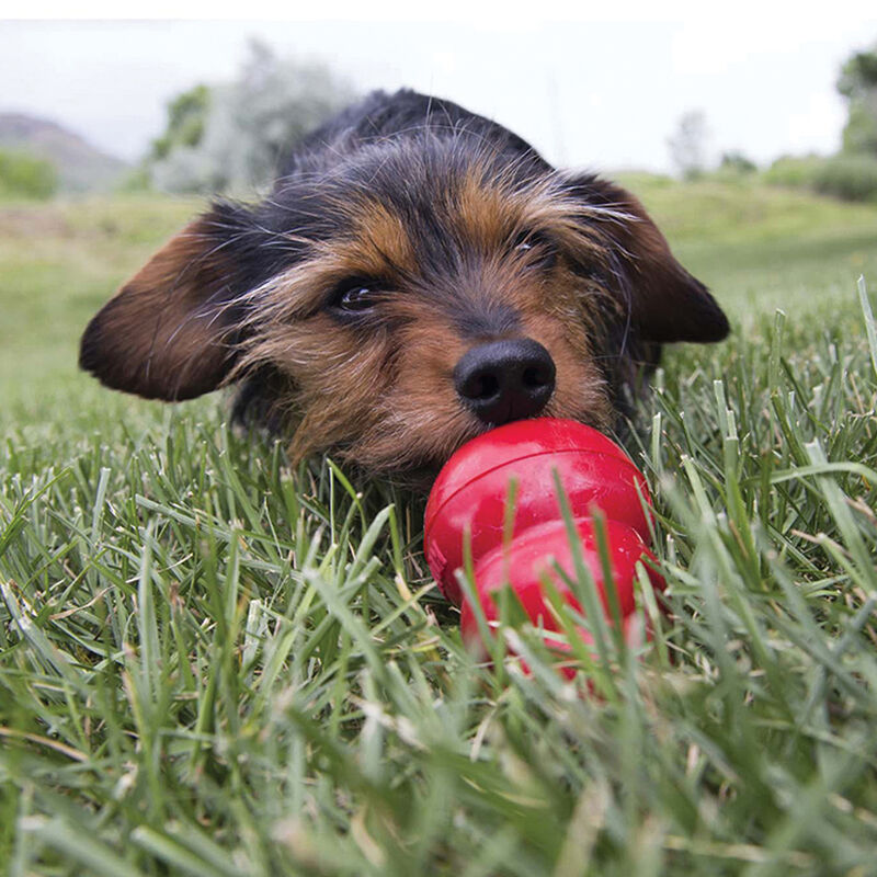 KONG, Easy Treat - Peanut Butter - 8 oz - Dog Treat image number null