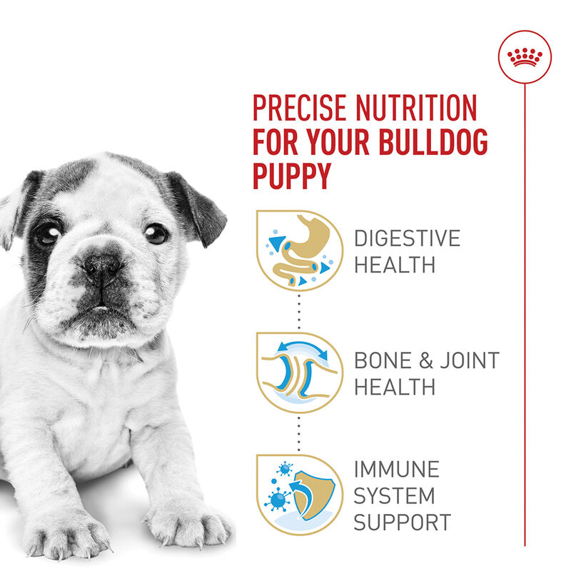 Royal Canin, Breed Health Nutrition Bulldog Puppy - Dry Dog Food image number null