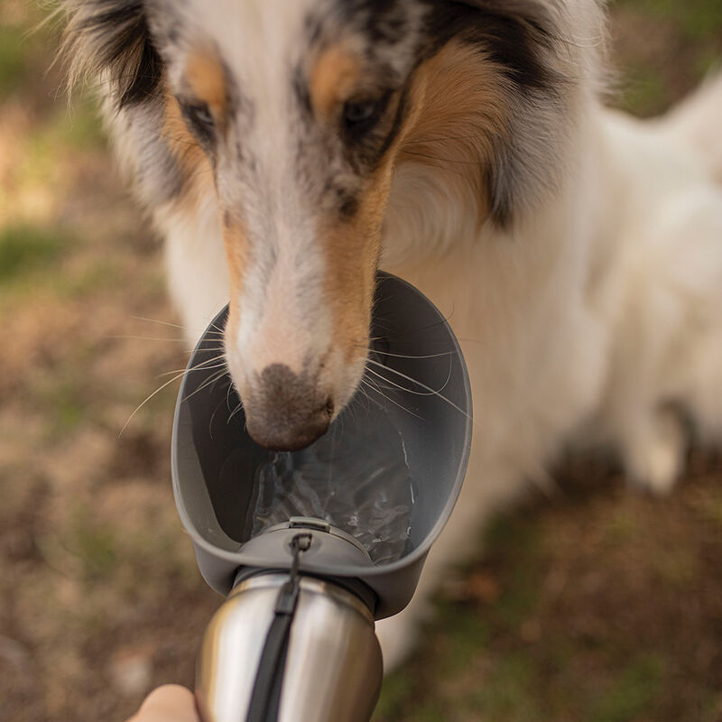 Messy Mutts, Stainless Travel Water Bottle with Flip Up Bowl 700ml - Grey image number null