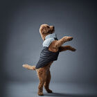 Hotel Doggy, Nordic Vest - Black - Dog Coat image number null