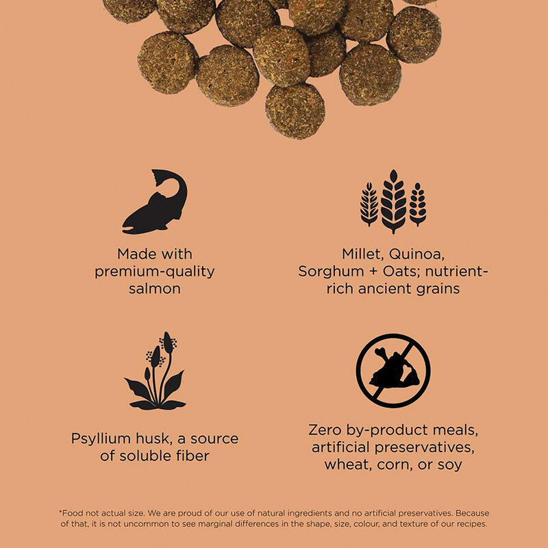 GO! SOLUTIONS, Adult - Digestion & Gut Health - Salmon w/ Ancient Grains - Dry Dog Food image number null