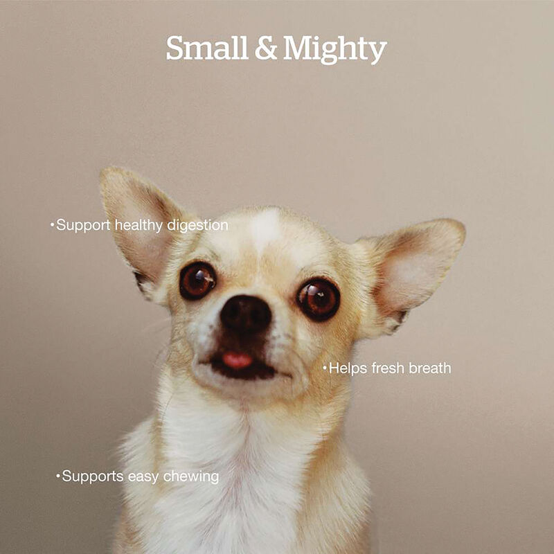 NOW FRESH, Adult GF Small Breed - Dry Dog Food image number null
