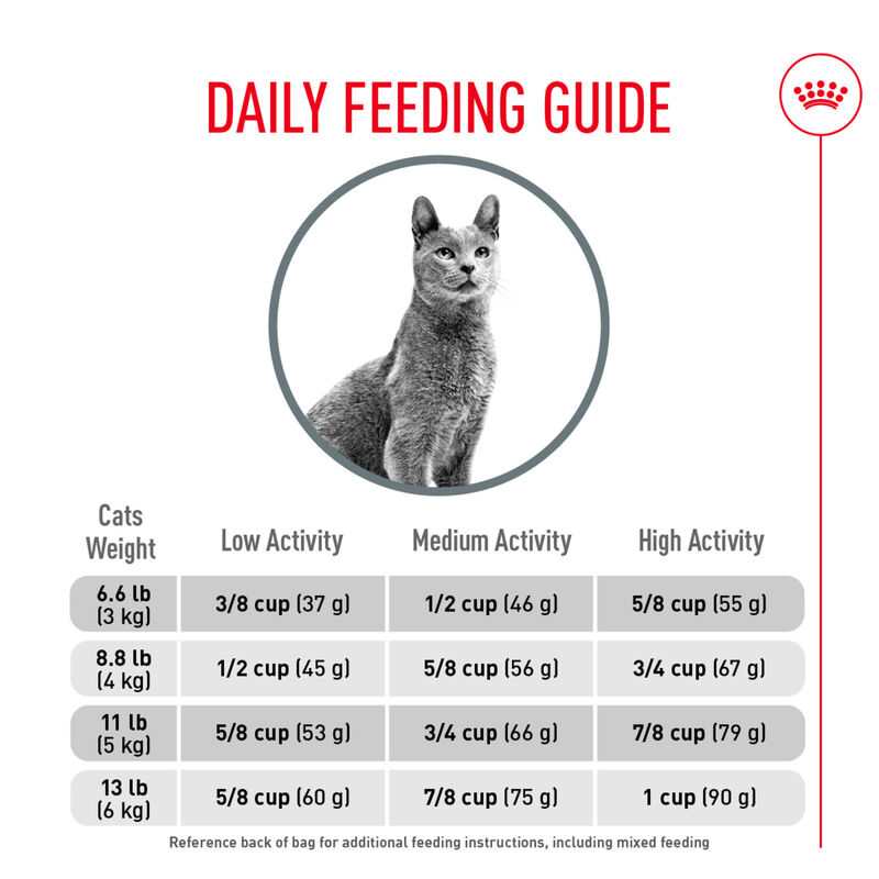 Royal Canin, Feline Care Nutrition - Dental Care - Dry Cat Food image number null