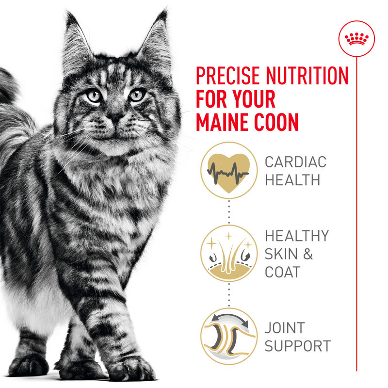 Royal Canin, Feline Breed Nutrition Maine Coon - Dry Cat Food image number null