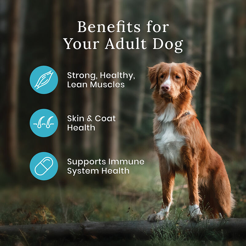 Blue Buffalo, Wilderness - Beef - Dry Dog Food image number null