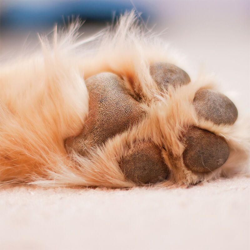 Pure and Natural Pet, Certified Organic Paw Rescue - 3 oz image number null