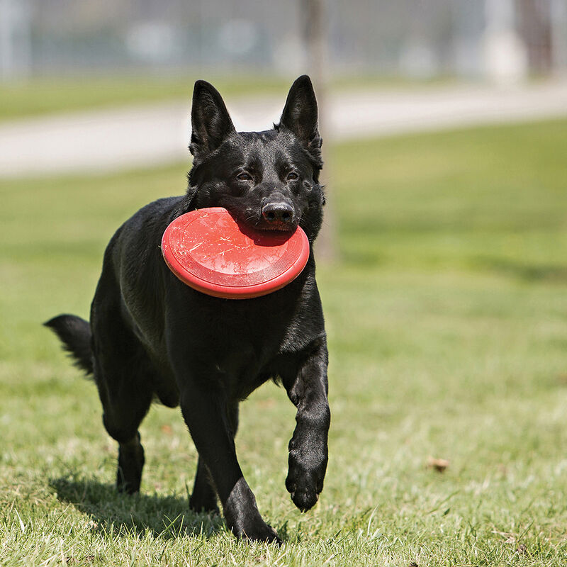 Kong, Flyer Disc - Large - Interactive Dog Toy image number null