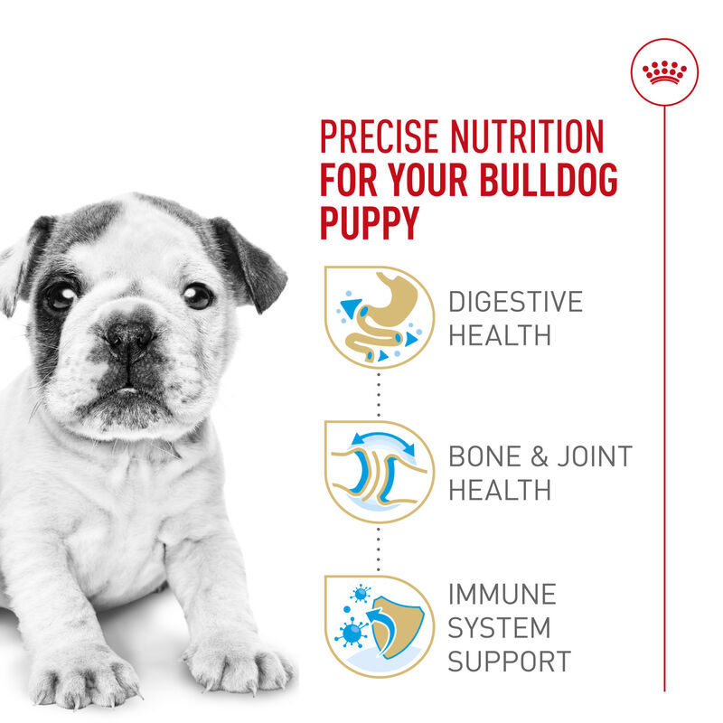 Royal Canin, Breed Health Nutrition Bulldog Puppy - Dry Dog Food image number null