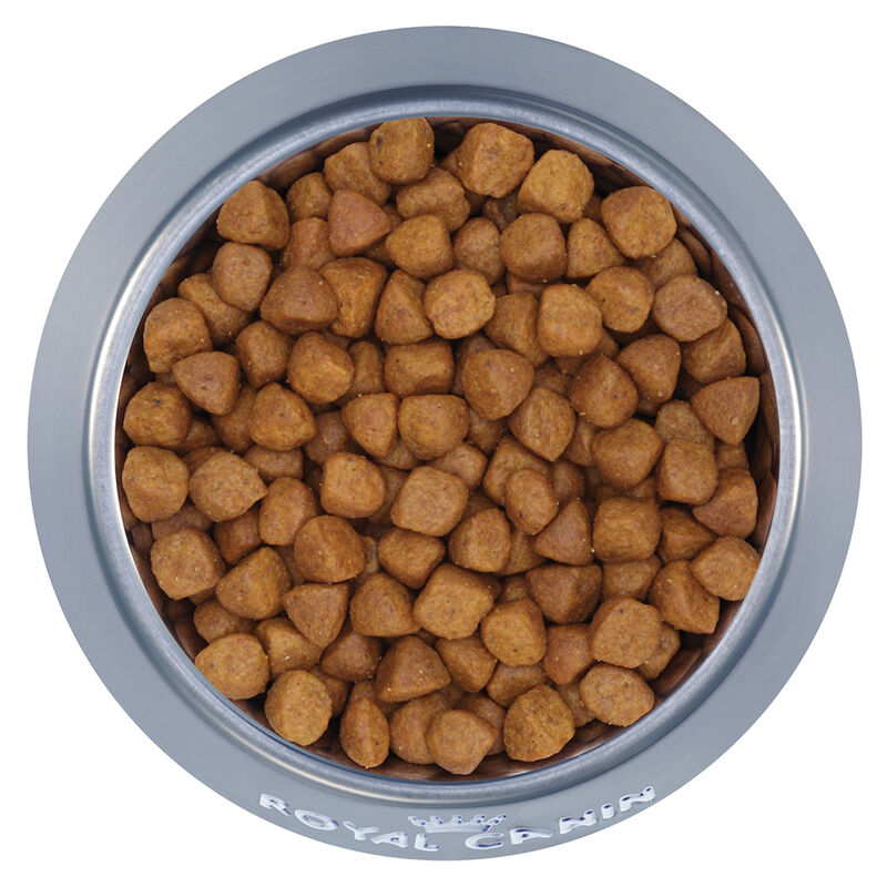 Royal Canin, Feline Breed Nutrition Ragdoll - Dry Cat Food image number null