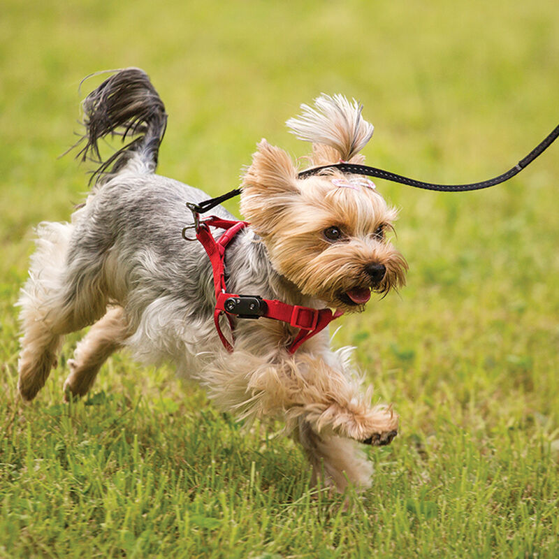 Tickless, Pet Mini Ultrasonic Rechargeable Tick & Flea Repeller image number null