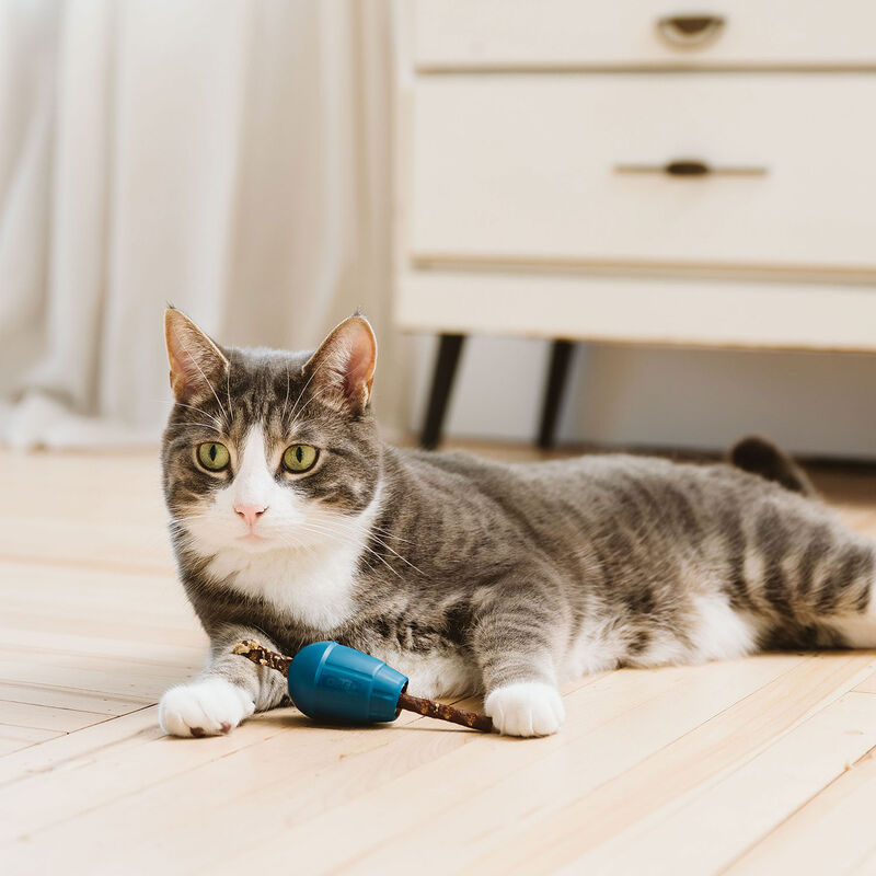 BeOneBreed OBEE! Cat Stuff image number null