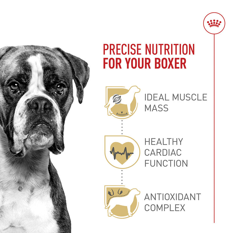 Royal Canin, Breed Health Nutrition Boxer Adult - Dry Dog Food image number null