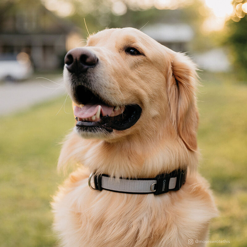 Inspire,  Adjustable  Collar - Grey XS - 5/8x8-12" image number null