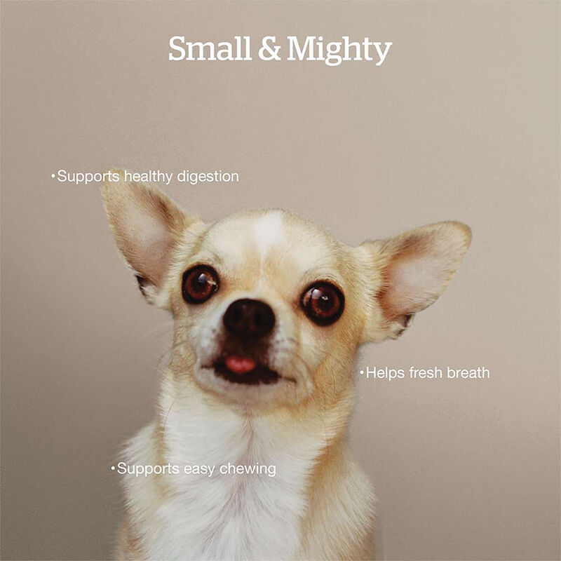Good Gravy - Salmon Recipe with Ancient Grains - Adult Small Breed - Dry Dog Food image number null