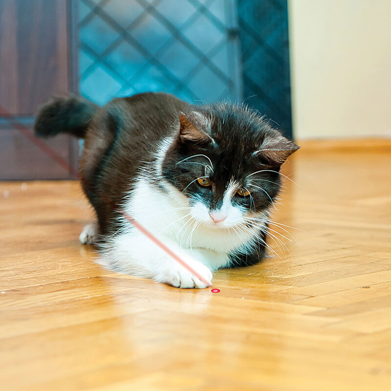 KONG, Cat Laser Toy - Interactive Cat Toy image number null