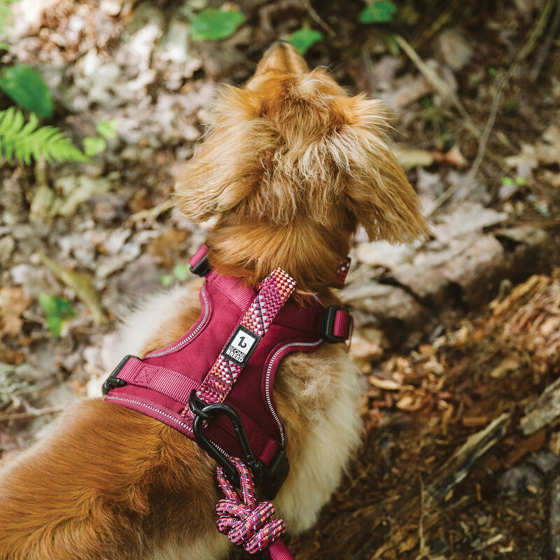 BeOneBreed, Paracord Harness - Burgundy image number null
