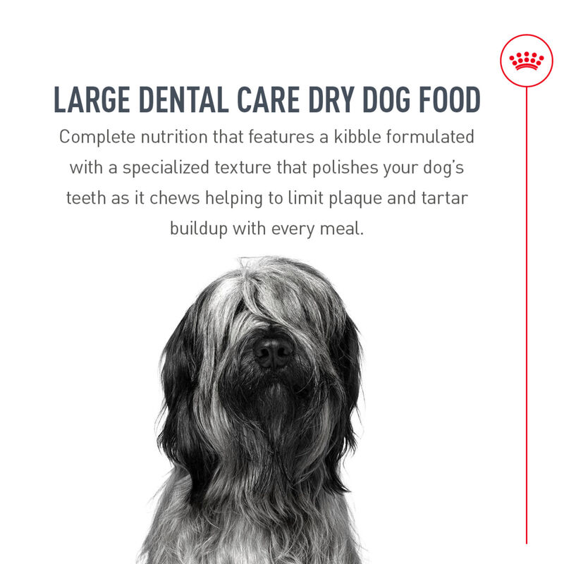 Royal Canin, Canine Care Nutrition Dental Large Dog Food - Dry Dog Food image number null