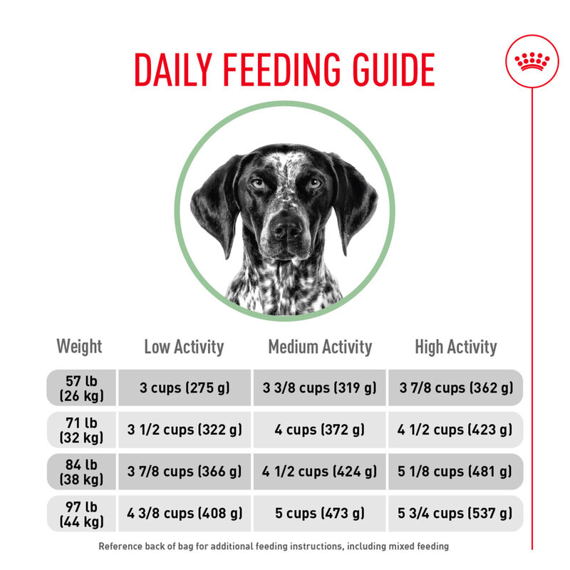 Royal Canin, Size Health Nutrition Large Digestive Care - Dry Dog Food image number null