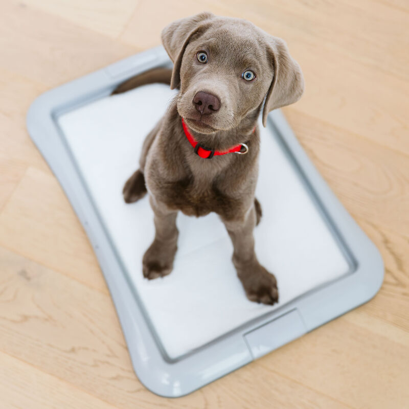 O'select Training Pads - Small Dogs and Puppies - 10 Pk image number null