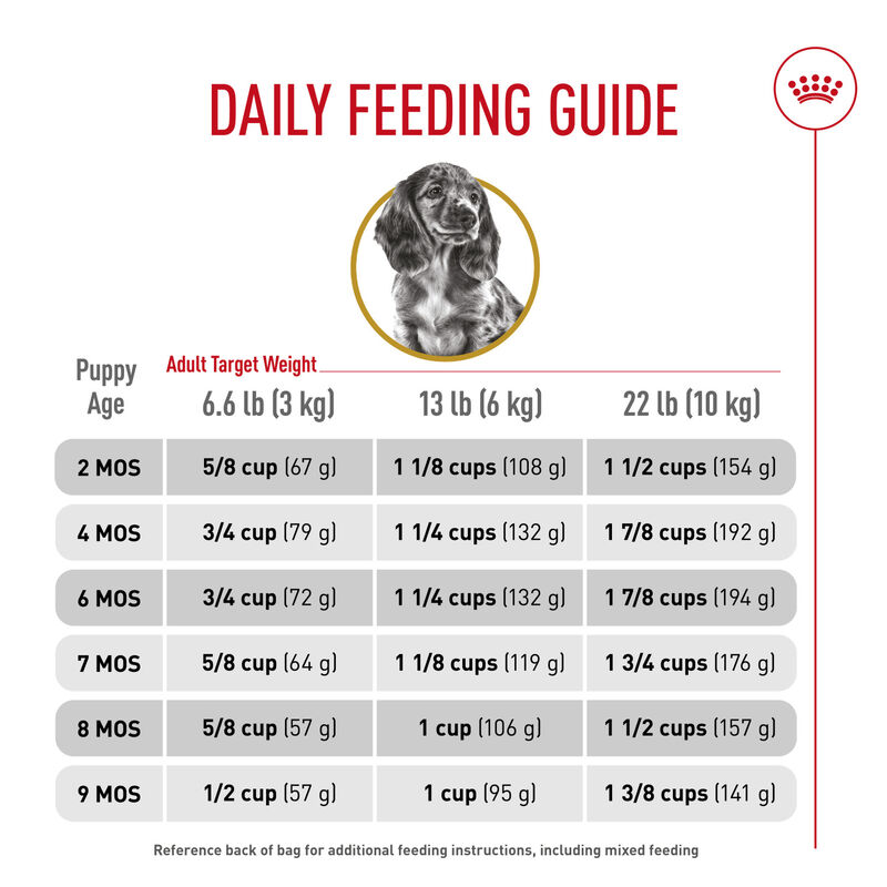 Royal Canin, Breed Health Nutrition Dachshund Puppy - Dry Dog Food image number null