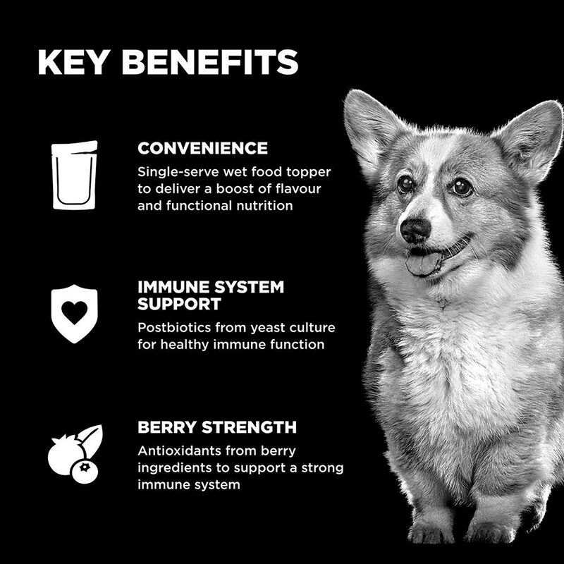 GO! SOLUTIONS,  BOOSTER Immune Health Shredded Chicken + Salmon in broth - 78 g - Wet Dog Food image number null
