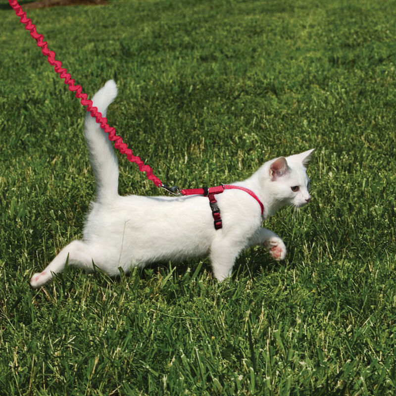 PetSafe, Come With Me Kitty Cat Harness & Bungee Leash - Red image number null