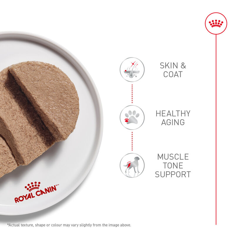 Royal Canin, Breed Health Nutrition Poodle Adult - Dry Dog Food image number null